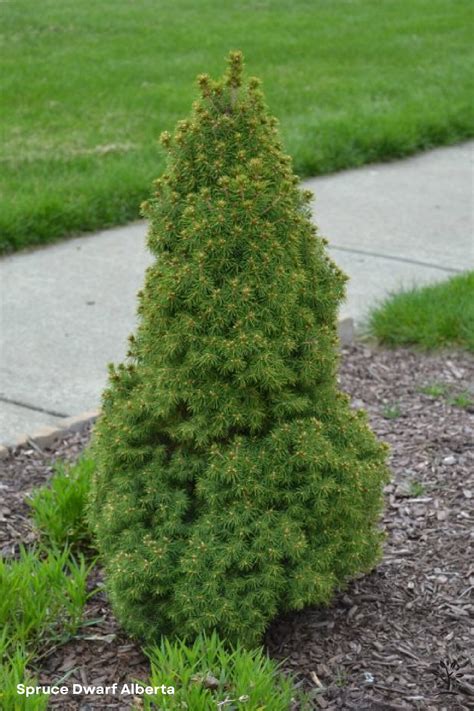 Spruce Dwarf Alberta - Saskatoon Landscape Store