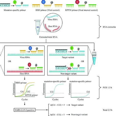 qPCR 的图像结果
