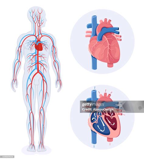 Human Circulatory System Diagram 的图像结果