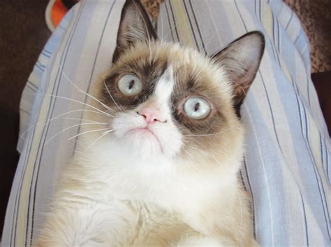 Image result for Grumpy Cat Origin