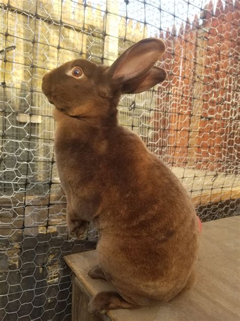 Mini Rex Rabbits For Sale | Burlington, NJ #343260
