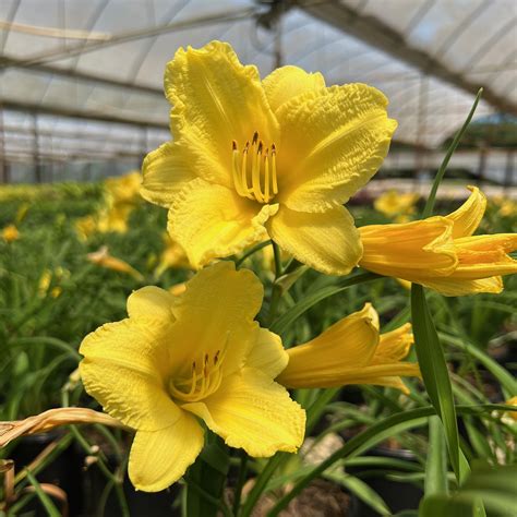 Happy Returns Daylily | Available Online PlantsbyMail.com – Plants by Mail