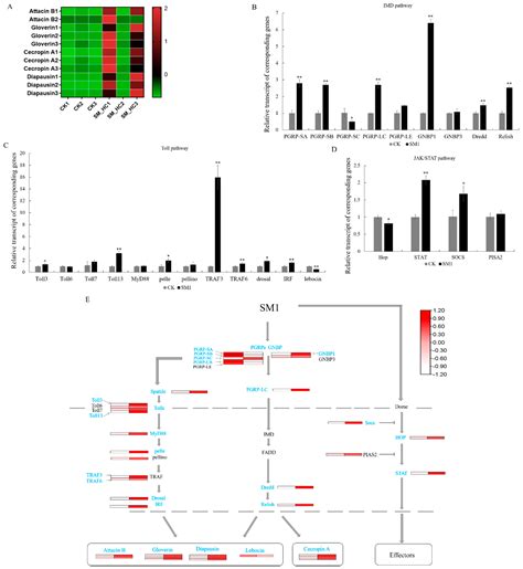 Activation of the Host Immune Response in Hyphantria cunea (Drury ...