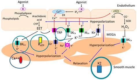 Omega-3 Polyunsaturated Fatty Acids—Vascular and Cardiac Effects on the ...
