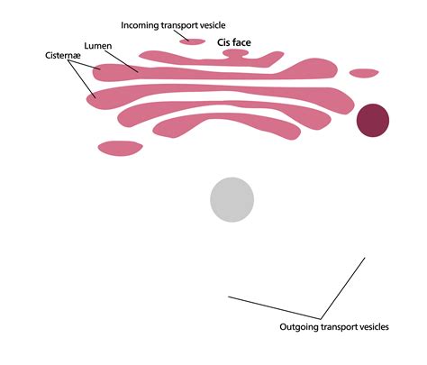Golgi Apparatus Structure And Function With Diagram
