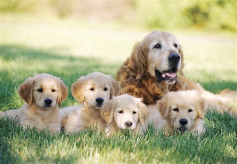Cute Golden Retriever Puppies Pictures ~ BLOG OF CUTE PUPPIES PICTURES