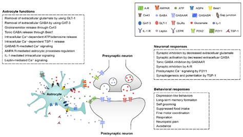 Astrocytic Regulation of Neural Circuits Underlying Behaviors