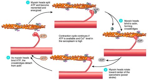 Important Diagrams: Locomotion and Movement - Biology Class 11 - NEET ...