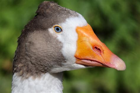 Image result for Goose Sim