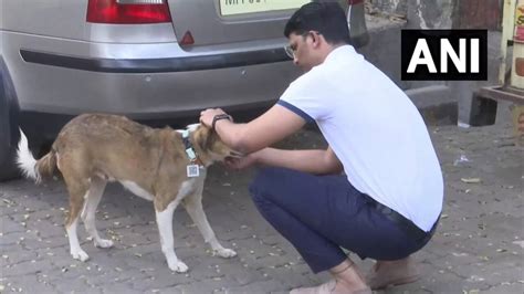 'Aadhaar' Card For Dogs! 20 Stray Canines in Mumbai Get IDs With QR ...