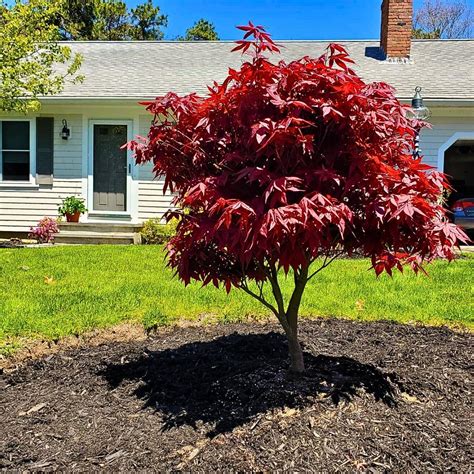Discover the Beauty and Versatility of Dwarf Japanese Maples