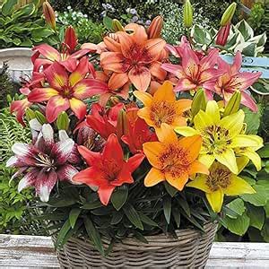 Asiatic Lily Mix (Lilium) Imported and Hybrid Flower Bulbs For Home ...