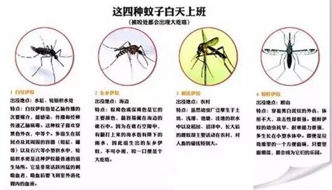 青岛有7种蚊子，这是它们的咬人时间表，速收藏！ - 青岛新闻网