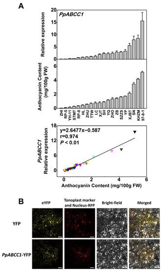Genome-Wide Analysis of ATP Binding Cassette (ABC) Transporters in ...