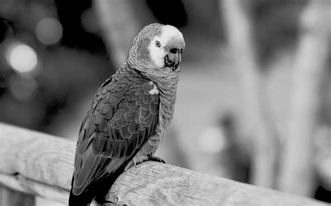 Download wallpaper 1680x1050 jaco, parrot, beak, wild, black and white ...