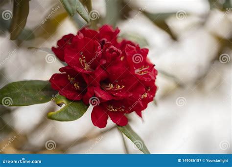 The National Flower of Nepal Stock Image - Image of environment, jungle ...