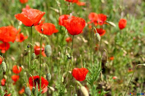 Poppy Field 2020 的图像结果