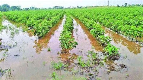 India's Agriculture Faces Challenges Amid Erratic Southwest Monsoon in ...