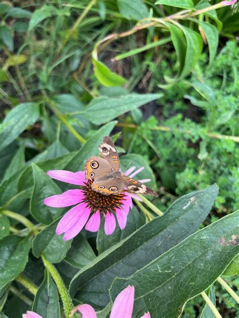 Planting with Natives and Creating a Backyard Habitat, McGill Baptist ...