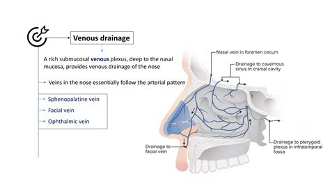 VASCULAR ANATOMY OF THE NOSE.pdf