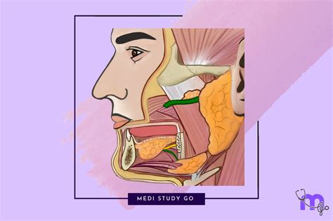 Salivary Glands: Structure, Function & Clinical Considerations – Medi ...