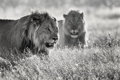 Lions Black And White Photography