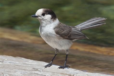 Canada National Bird The Canada Jay: The National Bird Of Canada?: