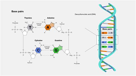 Image result for Duo Bases Tutorial