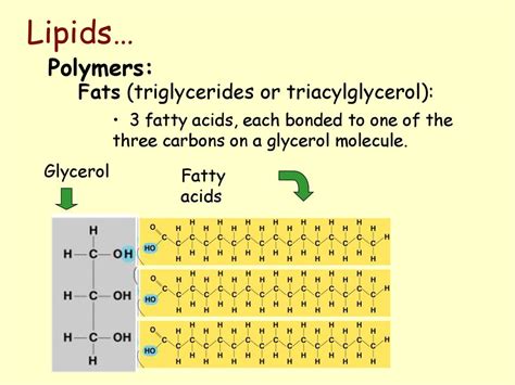 Macromolecules. - ppt download
