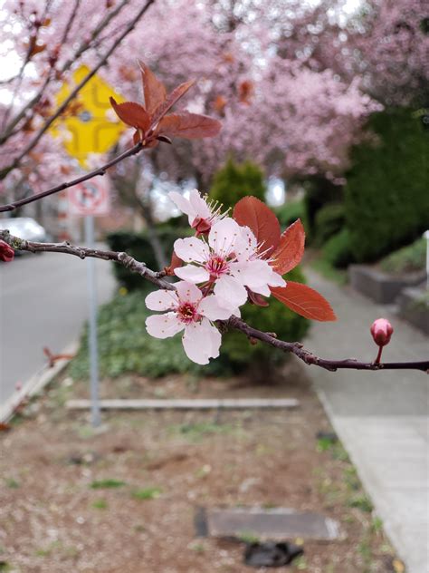 It's Cherry Blossom season in Seattle. 😀 : r/GalaxyS9
