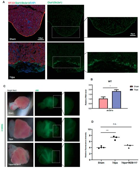 Tg(Δ113p53:cmyc) Transgene Upregulates glut1 Expression to Promote ...