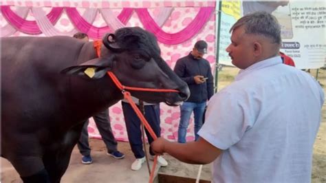 नेशनल चैंपियन झोटा राका की लग्जरी लाइफ, ड्राई फ्रूट समेत रोजाना पांच ...