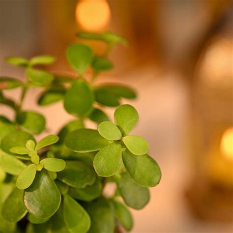 Buy Jade Mini Plant – Prosperity Diwali Gift | Ugaoo