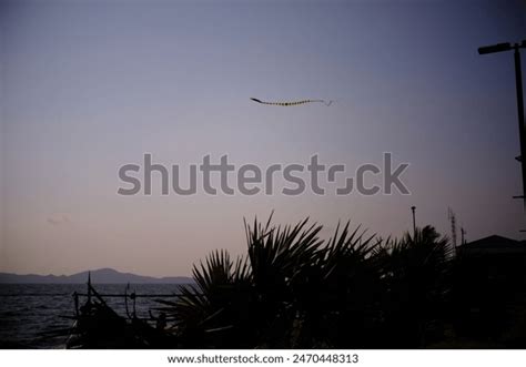 Kite 的图像结果