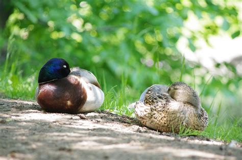How Do Birds Sleep? » Everything You Need to Know - Bird Buddy Blog