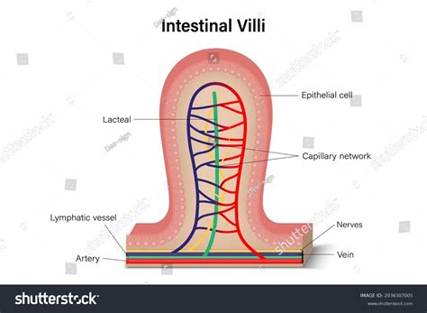 Small Intestine Diagram Villi