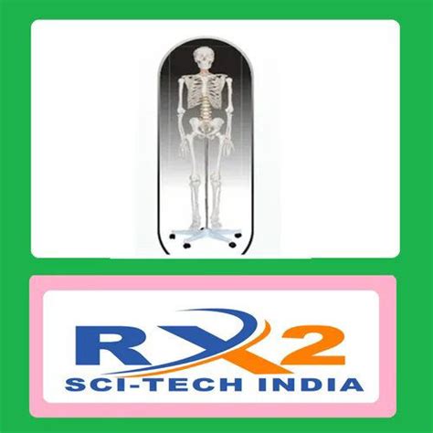 Image result for Model of Skeleton