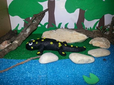 Ecosystem Project 的图像结果