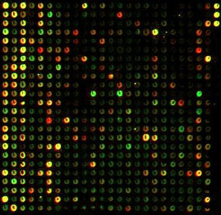 Microarray Kit 的图像结果