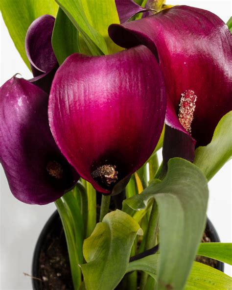 Shop Purple Calla Lily: A Touch of Royalty for Your Home