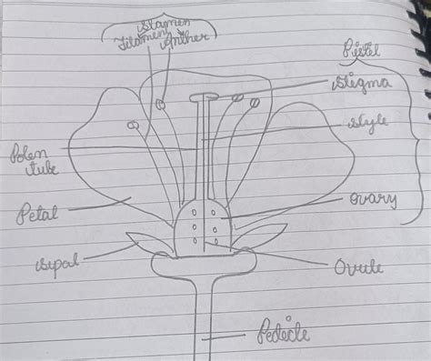 Draw the diagram of a flower and label its parts. - Brainly.in