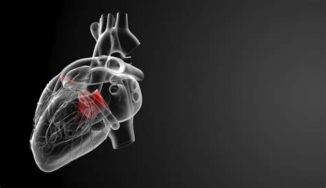 Human Heart Wallpapers - Wallpaper Cave - Anatomy Human Heart Wallpaper