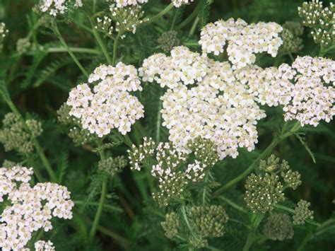 Growing Yarrow Plant: How To Grow Yarrow