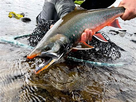 Dolly Varden – Western Native Trout Initiative