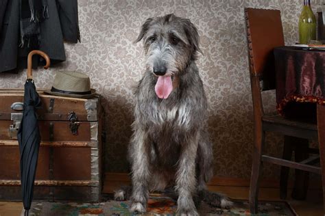 Irish Wolfhound Lifespan and Health Problems - What You Need to Know