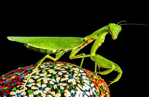 Free Images : green, praying mantis, insect, close, fauna, invertebrate ...