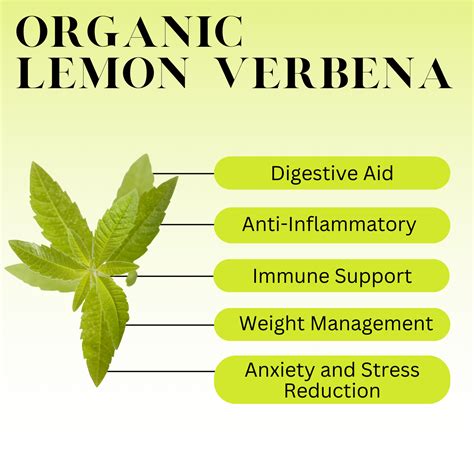 What is Lemon Verbena? – Full Leaf Tea Company