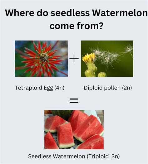 Black Seedless Watermelon