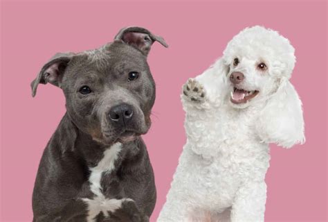 Pitbull Poodle Mix - 7 Things You Need To Know | PawLeaks