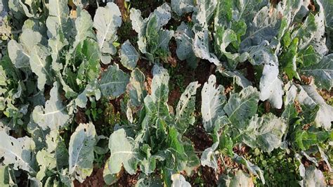 सर्दी का सितम: पाला गिरने से व्‍यापक पैमाने पर सब्‍जी की खेती तबाह; आलू ...